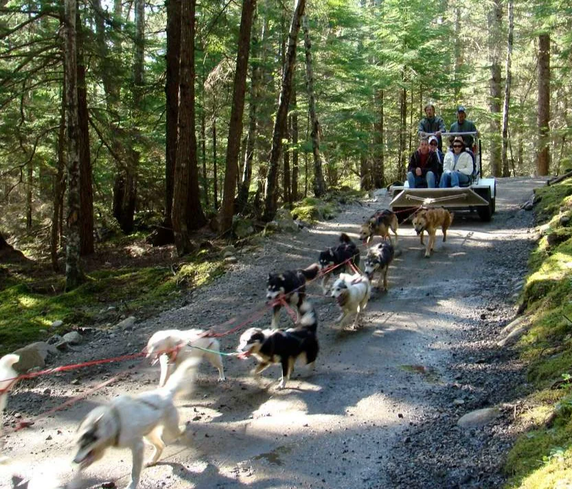 Alaska X sled dog excursion in action